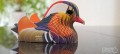 096_Mandarin_duck_04_jpg.jpg