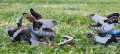 109_dog_hope_6_jpg.jpg