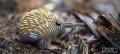 58_echidna_5_jpg.jpg