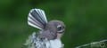 02_fantail_03_jpg.jpg