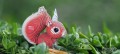 083_squirrel_05_jpg.jpg