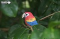 23_parrot_05.jpg