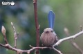 25_fairywren_13.jpg