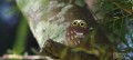 36_Morepork_05_JPG.jpg
