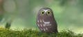 36_Morepork_03_JPG.jpg