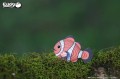 37_clownfish_01.jpg