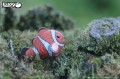 37_clownfish_04.jpg
