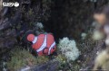 37_clownfish_10.jpg