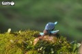38_turtle_02.jpg