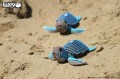 38_turtle_11.jpg