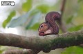 41_chipmunk_06.jpg