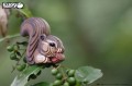 41_chipmunk_04.jpg